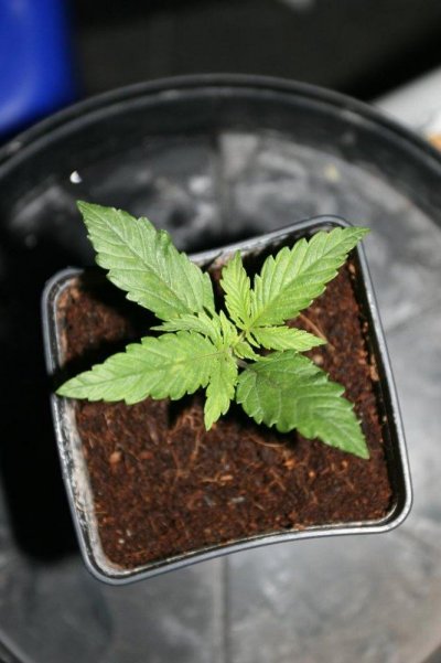 ffs-garden-of-goodness-6.jpg