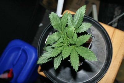 ffs-garden-of-goodness-8.jpg