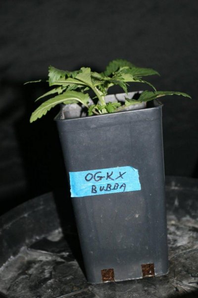 ffs-garden-of-goodness-9.jpg