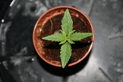 ffs-garden-of-goodness-14.jpg