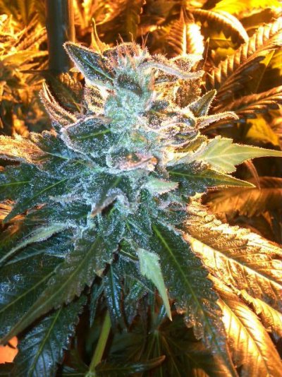 Southern Cali Magic- Homebrew420's creation at day 61