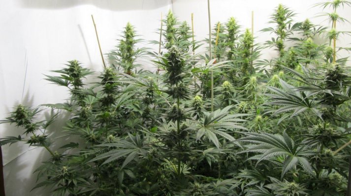 Rainbow Chunky and Nevil's Super Kush at 7 weeks into flowering 010.JPG