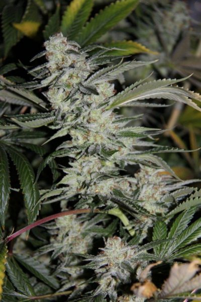 veg+bloom, 1 part powder in socal tap