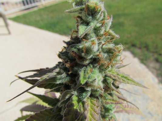 SSH harvest 2 010.JPG