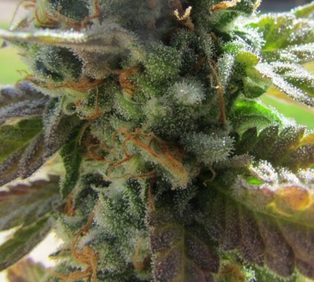 SSH harvest 011.JPG