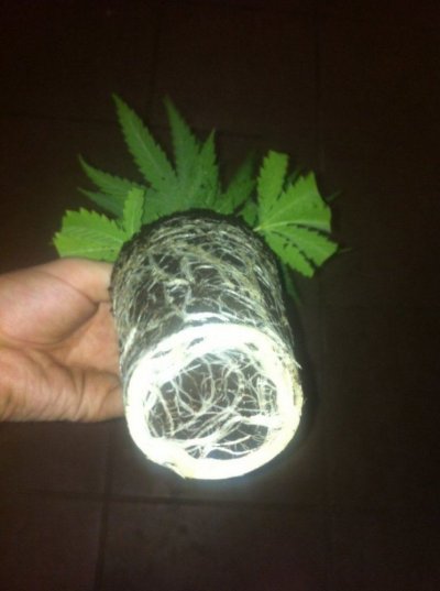 Cannazym test thread gone??