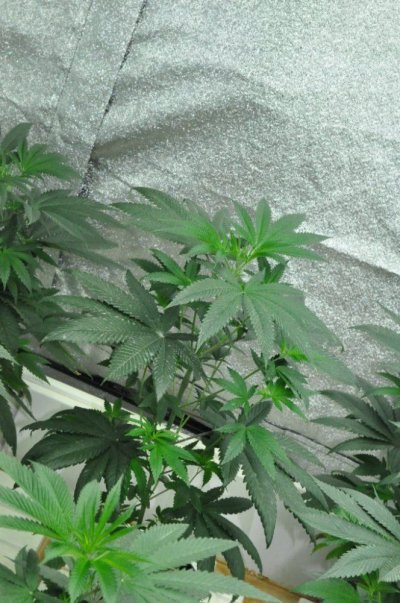 Walter's WhiteFireOG Trophy Hunt