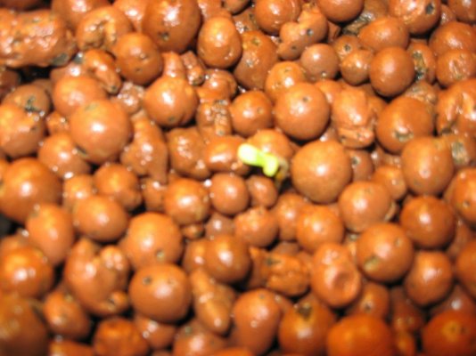 RP OG #18 WATERFARM Grow