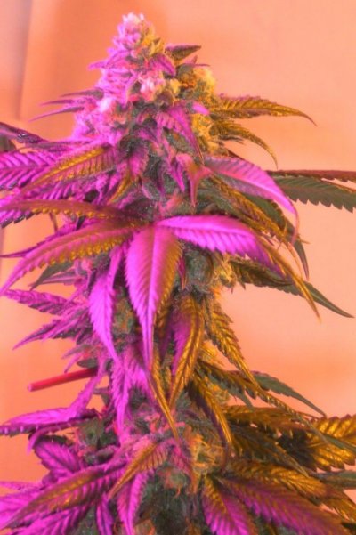 Eskimo Kush by 619ster