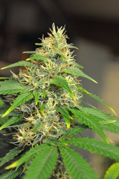 Chem's Sis, Green Crack, WhiteOG v1 and Friends