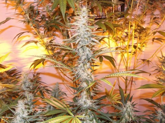 Island Sweet Skunk In The House!!!