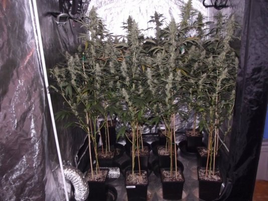 Island Sweet Skunk In The House!!!