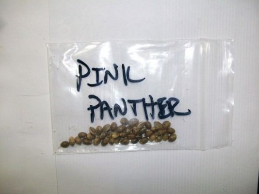 PURPLE PANTHER KUSH BEAUTY
