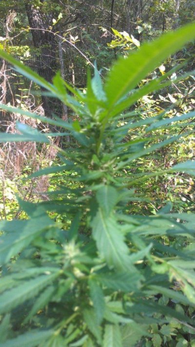IMAG0121.jpg