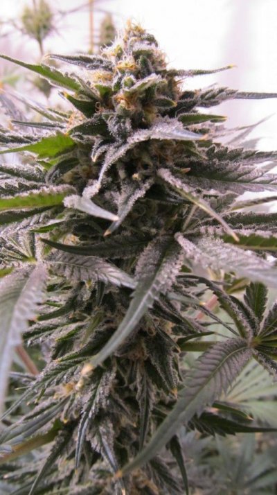 Nevil's Super Kush and Rainbow Chunky day 60 011.JPG