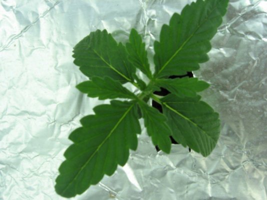 RP OG #18 WATERFARM Grow