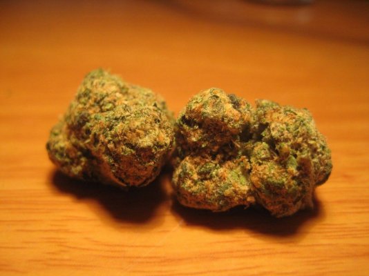 GSC "Animal Crackers" Legit??? Help a brotha out!!! "New Cut"