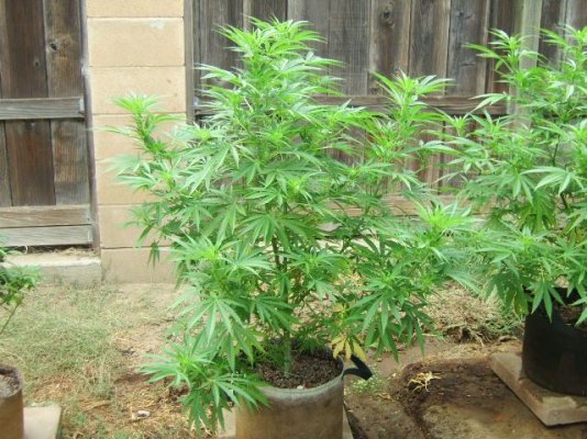 purplemon-deep-purple-x-lemon-og--friends-2.jpg