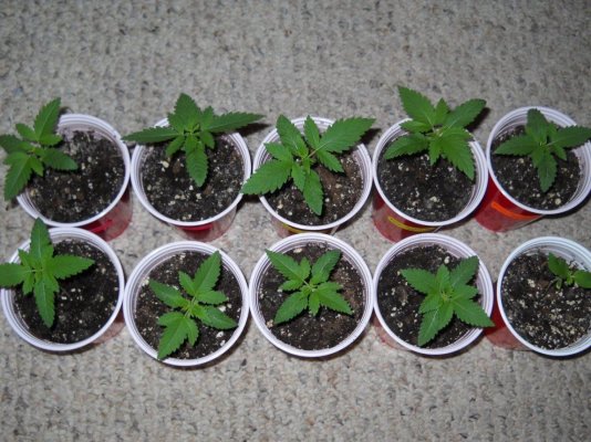 Test grow:Sour patch kush and picnic basket OG ~SMF~