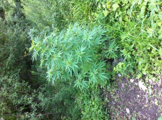 first outdoor grow...pics included