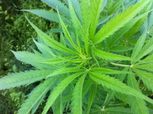first outdoor grow...pics included