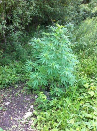 first outdoor grow...pics included