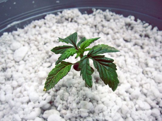 my-little-hempys-are-all-showing-varying-signs-of-stress-lol-5.jpg