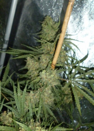 Organic Plasma grow, 4xs5 & 4x c99