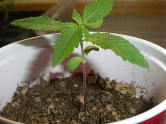 CannaV grow purpstem.JPG