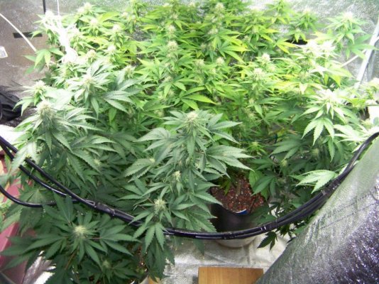 DAY 19 FLOWER 002.JPG