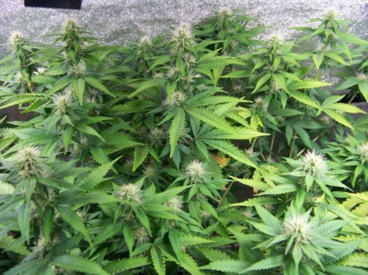 DAY 19 FLOWER 004.JPG