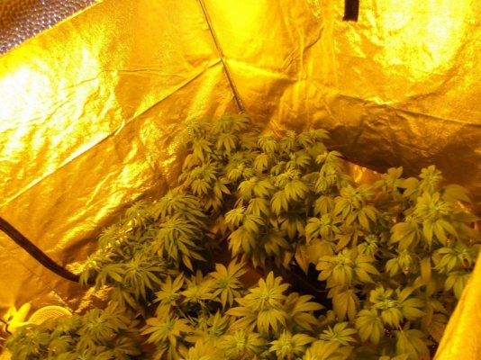 secret jardin dr300w x3 GAVITA pro lights 2x1150 watts 1x600 watt