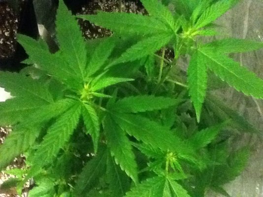 Cinderella Crossing!