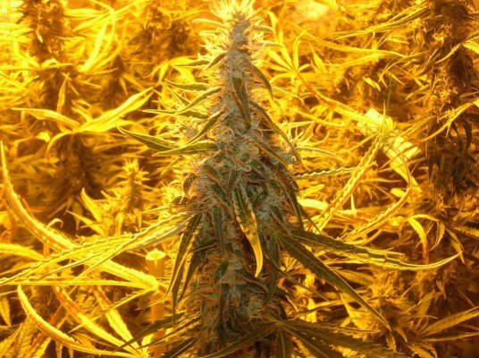 Island Sweet Skunk In The House!!!
