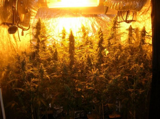 Island Sweet Skunk In The House!!!