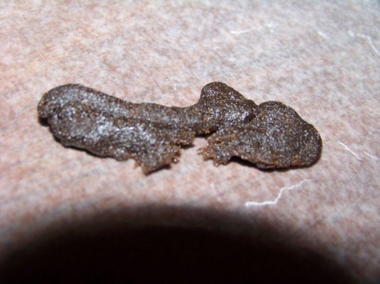 HASH 004.JPG