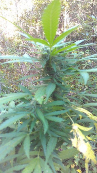 IMAG0147.jpg