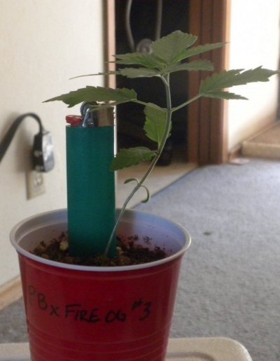 CannaV day 17 #3.JPG