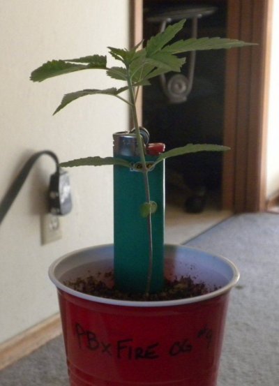 CannaV day 17 #9.JPG