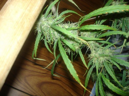 pic week 9 032.jpg