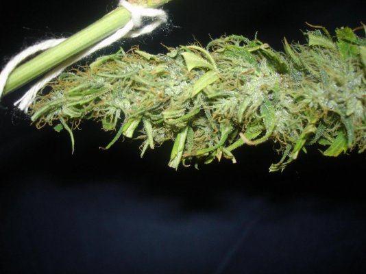 harvest 022.jpg