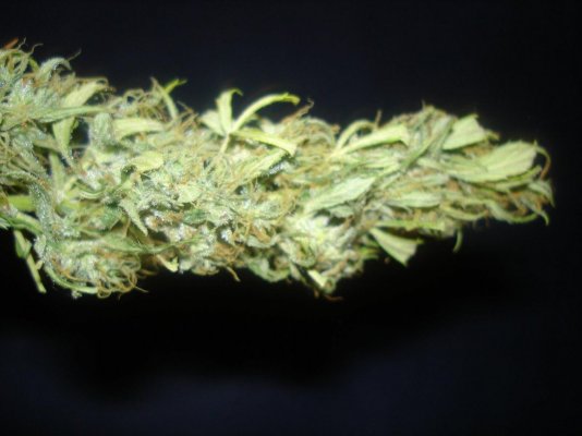 harvest 024.jpg