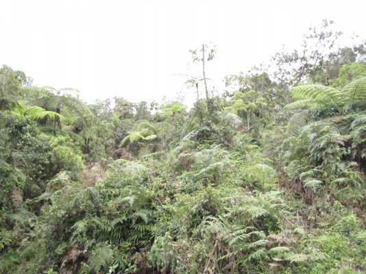 a-walk-in-the-jungle.jpg