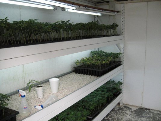 a-walk-in-the-jungle-17.jpg