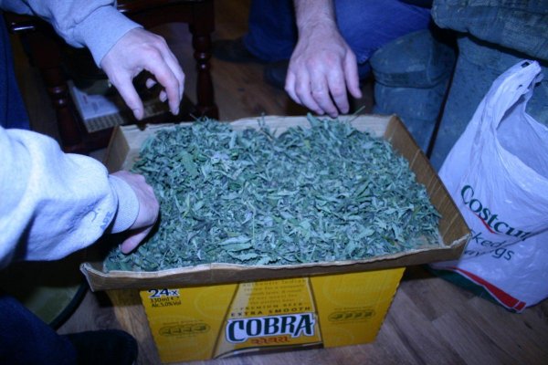 oil-hash-and-other-stuff-2.jpg
