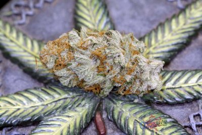 space-dawg--nugs-'n'-stash-060.jpg