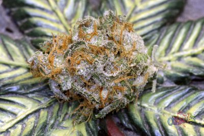 space-dawg--nugs-'n'-stash-033.jpg