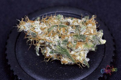 space-dawg--nugs-'n'-stash-014.jpg