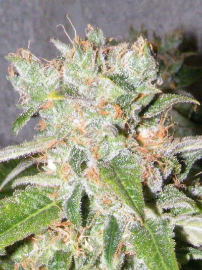 Sweetooth13 @ 61 days 01.jpg