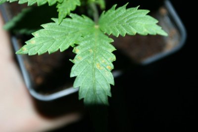 Is this LSF?